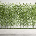 Lush Green Bamboo Plants With Fresh Leaves Creating Natural Garden Screen