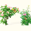 Vibrant Flower Bushes With Pink White And Colorful Blooms And Lush Green Leaves