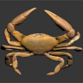 Detailed Orange Crab with Open Claws on Dark Background Showing Reflection 3d model