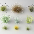 Various Types of Natural Grasses With Different Colors Textures and Shapes