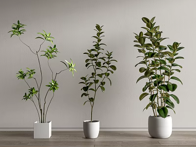 Bonsai Potted Plants With Green Foliage In White Pots On Wooden Floor 3d model