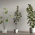 Bonsai Potted Plants With Green Foliage In White Pots On Wooden Floor
