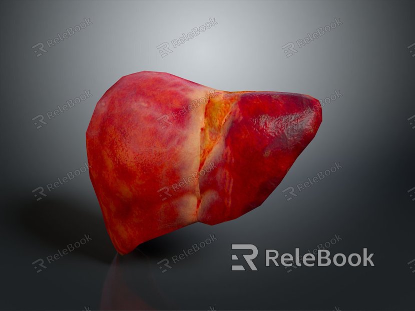 liver human visceral system human visceral liver medicine human body specimen model