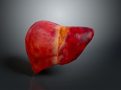 liver human visceral system human visceral liver medicine human body specimen model