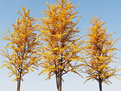 Three Tall Trees With Golden Leaves Under Clear Blue Sky 3d model