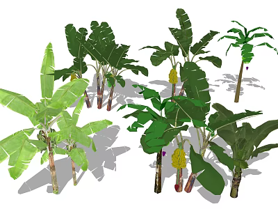 Banana Trees With Various Varieties Large Green Leaves And Fresh Fruit 3d model
