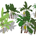 Banana Trees With Various Varieties Large Green Leaves And Fresh Fruit