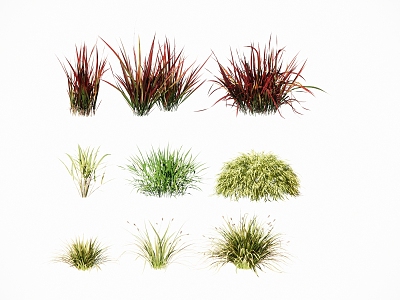 Landscape Plants Ornamental Grass Flower Landscape Grass Miscanthus Landscape Lawn model