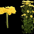 Yellow Daisy Like Flowers Cluster of Small Blooms and Large Single Bloom with Green Leaves