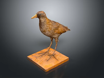 Realistic Bird Taxidermy Specimen Standing On Wooden Display Base With Natural Posture 3d model