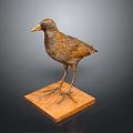 Realistic Bird Taxidermy Specimen Standing On Wooden Display Base With Natural Posture