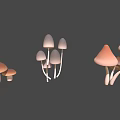 Healthy Vegetable Mushrooms with Different Colors and Various Natural Shapes
