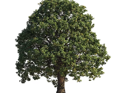 Lush Green Arbor With Dense Foliage And Strong Trunk In Natural Form 3d model