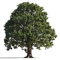 Lush Green Arbor With Dense Foliage And Strong Trunk In Natural Form