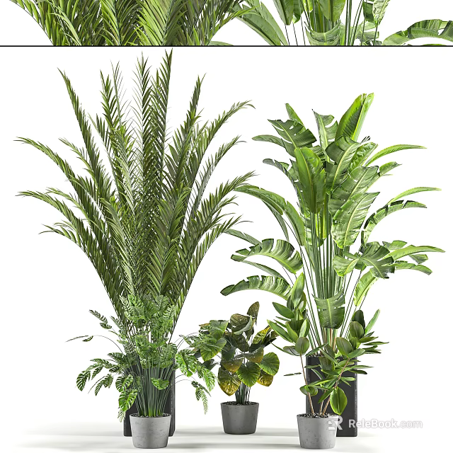 Bonsai Potted Plants With Various Green Leafy Species And Decorative Pots 3d model 