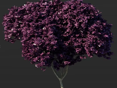 Vibrant Purple Leaf Tree With Lush Dense Foliage And Slender Trunk 3d model