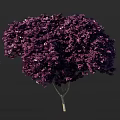 Vibrant Purple Leaf Tree With Lush Dense Foliage And Slender Trunk