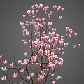 Vibrant Pink Flowers Blooming On Tree Branches Against Soft Gray Background 3d model