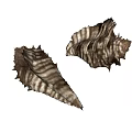 Decorative Ornament Set With Two Striped Spiked Conch Shells For Home Decor 3d model