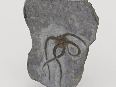 Ancient Fossilized Rock Specimen With Preserved Marine Creature Fossil Traces 3d model