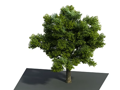 Leafy Green Arbor With Thick Trunk And Natural Shadow On White Background 3d model