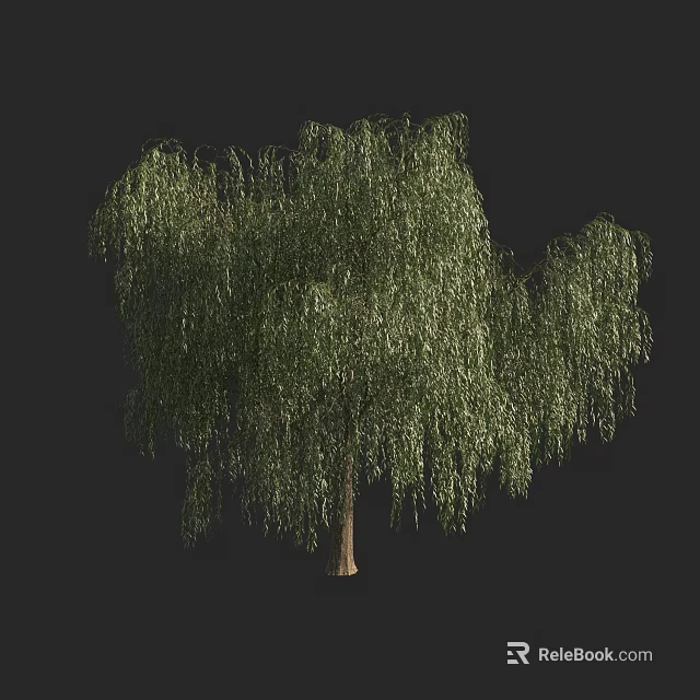 Weeping Willow Tree with Long Drooping Branches and Lush Green Foliage 3d model 