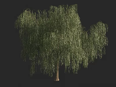 Weeping Willow Tree with Long Drooping Branches and Lush Green Foliage 3d model