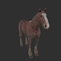 Detailed Brown Horse With White Face Standing On Dark Background