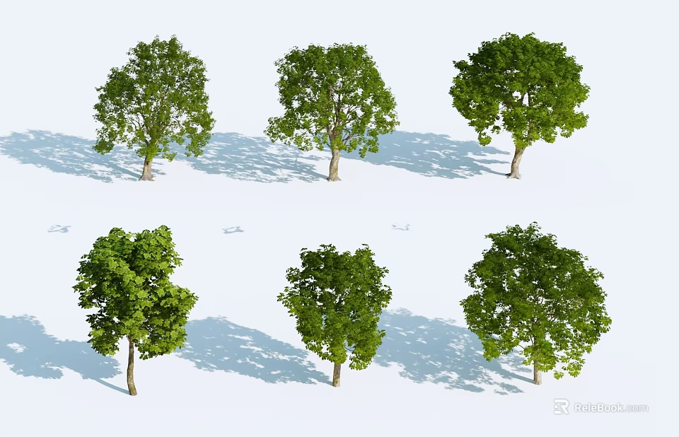 Multiple Arbor Trees With Green Leaves And Shadows On White Background 3d model