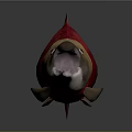 Red and Yellow Aquatic Fish with Open Mouth Yellow Head and Tail