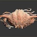 Coral Pink Spotted Crab With Intricate Shell And Extended Legs Isolated On Dark Background
