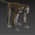 Brown And White Monkey With Long Tail Standing On Grassland Showing Fierce Look
