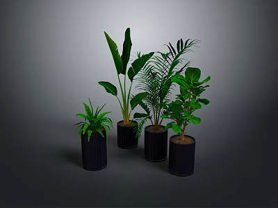 Healthy Green Indoor Plants in Black Pots on Gray Background 3d model