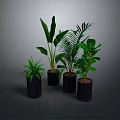 Healthy Green Indoor Plants in Black Pots on Gray Background