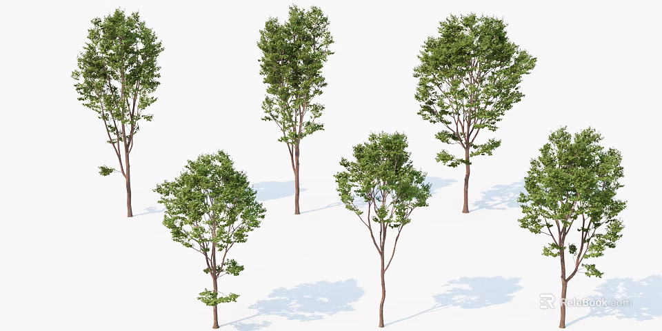 Green Leafy Arbor Trees With Brown Trunks In Various Shapes On White Background 3d model