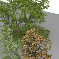 Natural Garden Plant Combination With Various Trees Shrubs Curved Pathway And Lights