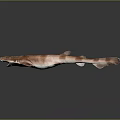 Brown and white striped shark with open mouth against dark background with clear reflection below