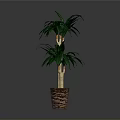 Tall Green Palm Plant With Lush Leaves In Woven Brown Basket Planter