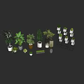 Variety of Indoor Plants in Different Sizes and Ceramic Metal Pots for Home Decor