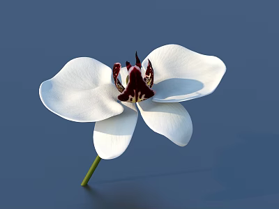 Beautiful White Orchid Flower With White Petals And Dark Center On Blue Background 3d model