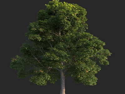 Lush Green Arbor With Dense Foliage And Tall Straight Trunk 3d model