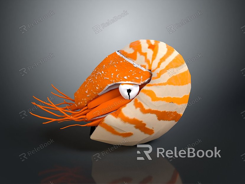 conch bone snail snail field snail shellfish marine animal fish freshwater fish marine fish animal model