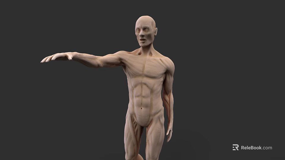 Human Muscular System 3D Model With Realistic Detailed Anatomical Structure 3d model 