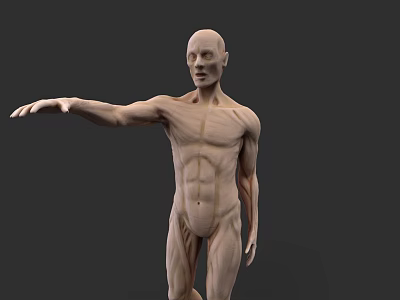 Human Muscular System 3D Model With Realistic Detailed Anatomical Structure 3d model