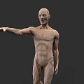 Human Muscular System 3D Model With Realistic Detailed Anatomical Structure