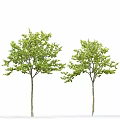 Modern gardening sketch tree elm 3d model