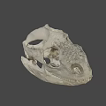 Ancient Dinosaur Skull Fossil With Detailed Bone Structure And Sharp Teeth 3d model