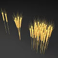 Bunches Of Golden Wheat Stalks On Black Background For Decoration