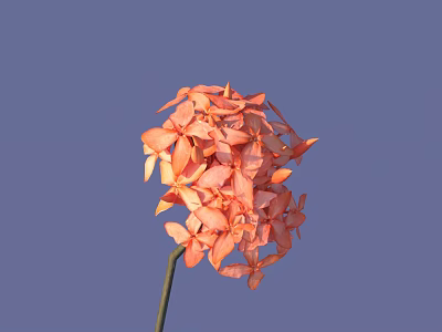 Vibrant Orange Flower Cluster With Delicate Petals Against Blue Sky Background 3d model