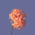 Vibrant Orange Flower Cluster With Delicate Petals Against Blue Sky Background